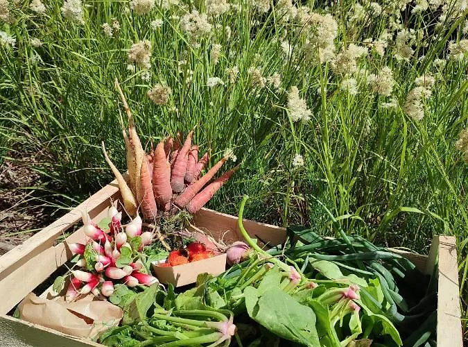 Manoir De Nocleg ze śniadaniem 3*